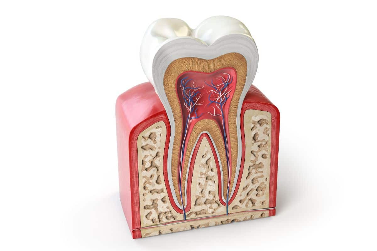 Anatomical cross-section of a tooth showing pulp chamber, root canals, blood vessels, and surrounding bone structure.